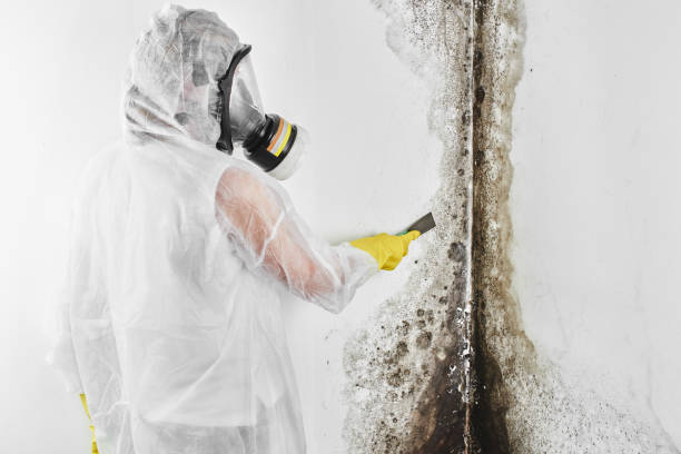 Best Commercial Mold Removal  in Pukalani, HI