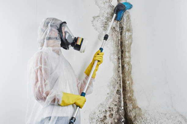 Best Mold Damage Repair  in Pukalani, HI