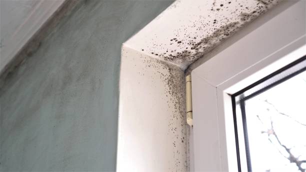 Best Fast Mold Removal  in Pukalani, HI