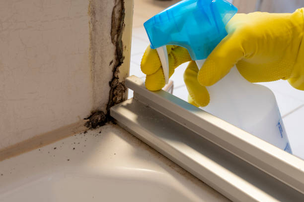 Best Residential Mold Removal  in Pukalani, HI