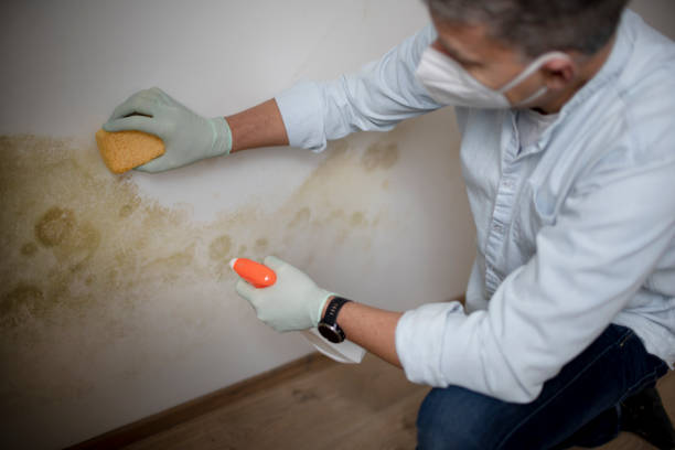 Best Local Mold Removal Service  in Pukalani, HI