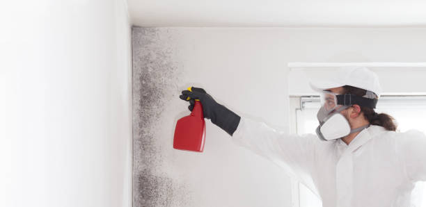 Best Mold Cleaning Services  in Pukalani, HI