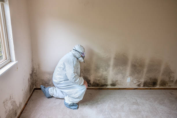 Professional Mold Removal in Pukalani, HI