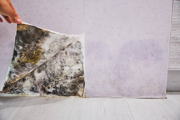 Best Residential Mold Removal  in Pukalani, HI